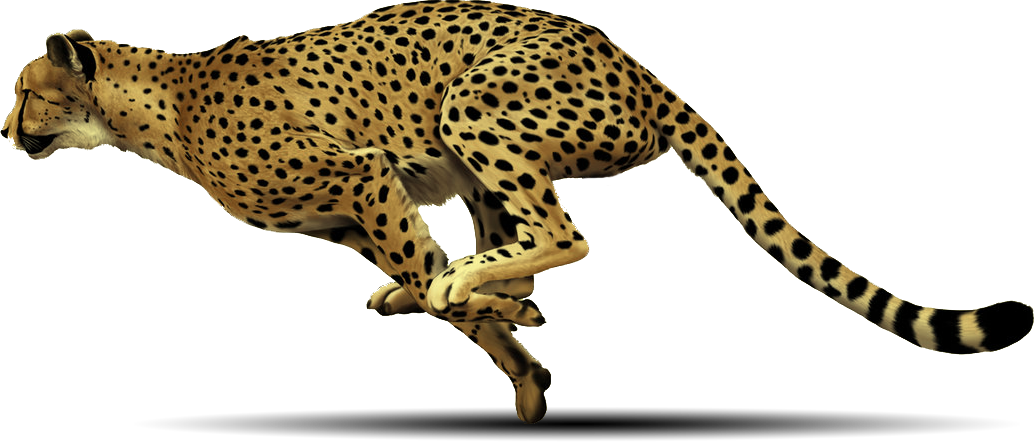 Cheetah Running {{brizy_dc_image_alt imageSrc=
